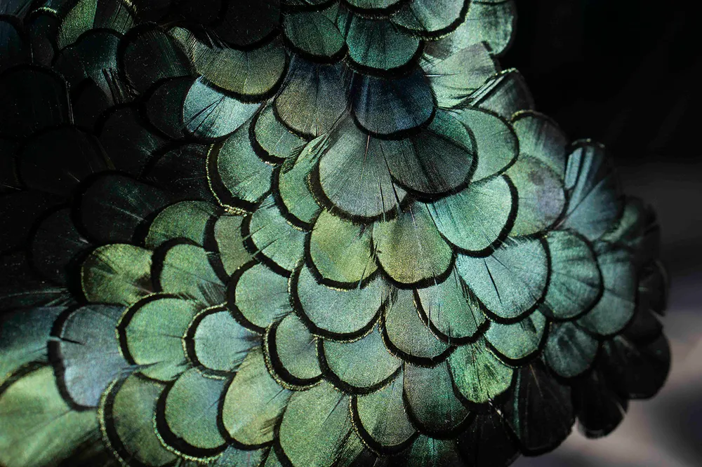 Fieltro, pluma, paja